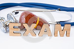 Liver examination or exam in hepatology concept. Model of liver with gallbladder near stethoscope and word exam composed of volume