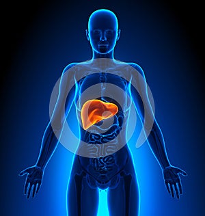 Liver - Female Organs - Human Anatomy