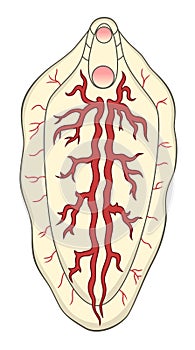 Liver fluke