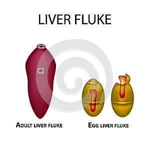 Liver fluke. Hepatic fluke. The egg trematode. Set. Infographics. Vector illustration on isolated background.