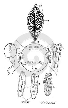 Liver Fluke Life Cycle, vintage illustration