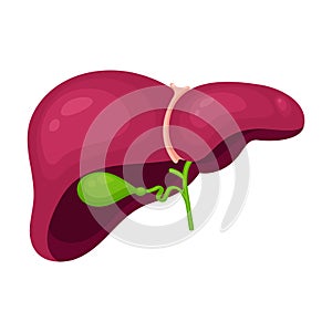 Isolated vector illustration graphic of a human liver and gallbladder