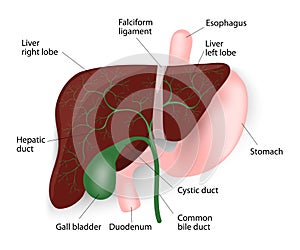 Liver, gallbladder, esophagus, stomach and duodenu