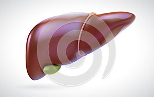 Liver and gallbladder illustration for medical