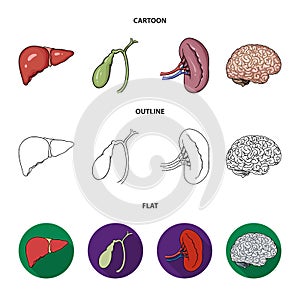 Liver, gallbladder, kidney, brain. Human organs set collection icons in cartoon,outline,flat style vector symbol stock