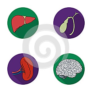 Liver, gallbladder, kidney, brain. Human organs set collection icons in flat style vector symbol stock illustration web.