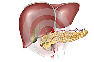 Liver, gallbladder and pancreas, labeled, anatomical illustration