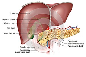 Liver, gallbladder and pancreas, labeled, anatomical illustration