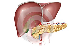 Liver, gallbladder and pancreas, labeled, anatomical illustration photo