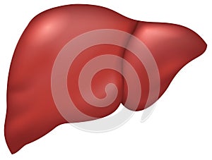 Liver of healthy person