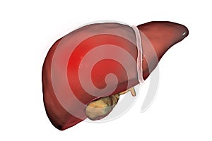 Liver hepatitis. Liver with signs of hepatitis isolated on white background