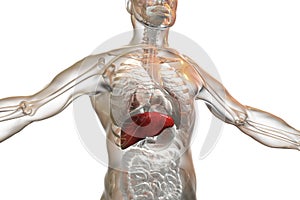 Liver highlighted inside human body