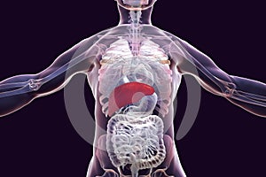 Liver highlighted inside human body