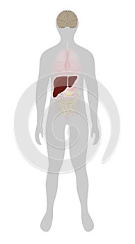 Liver highlighted on the silhouette of a human