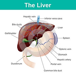 The liver is the only human internal organ capable of natural re