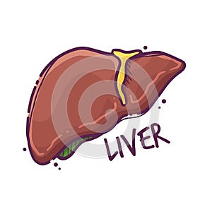 Liver. Humans and animals internal organs. Medical theme for posters, leaflets, books, stickers. Human organ anatomy