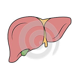 Liver illustration. Illustration of liver. Gallbladder illustration. Drawing of gallbladder