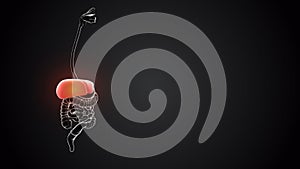 Liver with internal organs