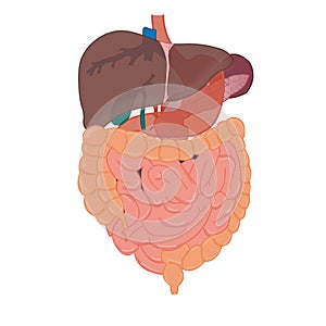 Liver and intestines anatomy photo