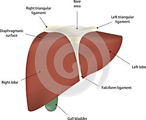 The Liver Labeled Diagram