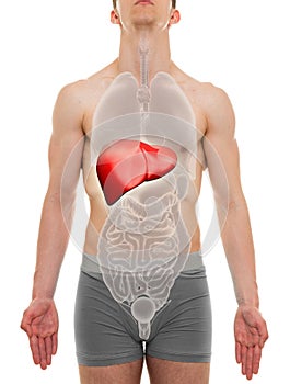 Liver Male - Internal Organs Anatomy - 3D illustration