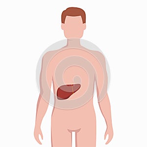 Liver on man body silhouette vector medical illustration isolated on white background. Human inner organ placed in bady