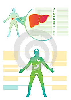 Liver medical info-graphic. Medical vectorinfo-graphic.