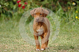 Liver nosed Rhodesian puppy