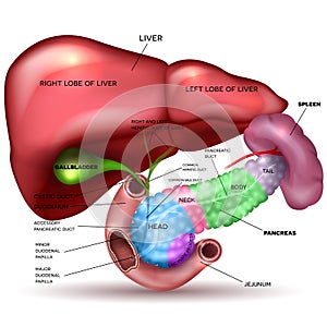 Liver, pancreas, gallbladder photo