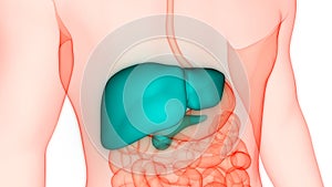 Liver a part of Human Digestive System Anatomy