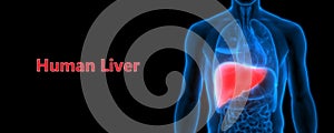 Liver a part of Human Digestive System Anatomy