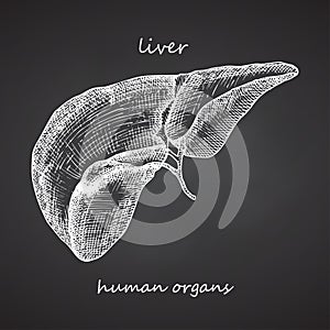 Liver. Realistic hand-drawn icon of human internal organs on chalkboard. Engraving art. Sketch style. Design concept for your