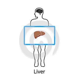 Liver on screen. Vector illustration.