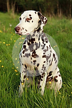 Liver Spotted Dalmatian