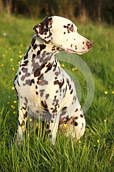 Liver Spotted Dalmatian