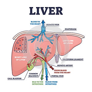 Liver structure and anatomical organ function explanation outline diagram