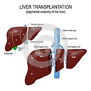 Liver transplantation. segmental anatomy of the liver photo