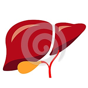 Liver vector cartoon, human internal organ