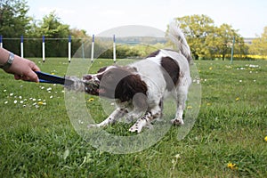 Liver and white working type english springer spaniel gundog tug