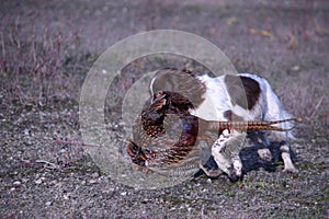 A liver and white working type english springer spaniel pet gundog