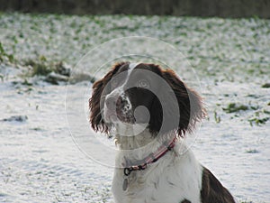 A liver and white working type english springer spaniel pet gundog