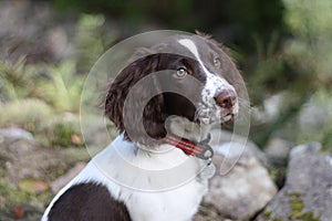 A liver and white working type english springer spaniel pet gundog