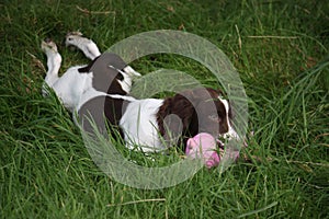 A liver and white working type english springer spaniel pet gundog