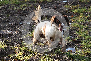 A liver and white working type english springer spaniel pet gundog