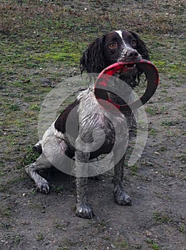 A Liver and white working type english springer spaniel pet gundog