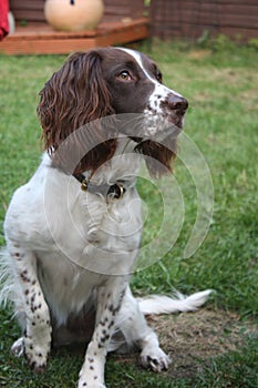 A Liver and white working type english springer spaniel pet gundog