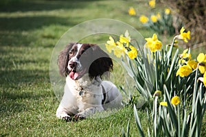 A liver and white working type english springer spaniel pet gundog lying next to daffodils