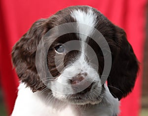 liver and white working type english springer spaniel pet gundog puppy