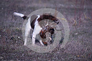 liver and white working type english springer spaniel pet gundog retrieving a pheasant