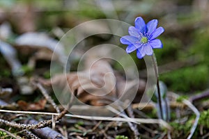 Liverleaf Hepatica blue spring flower